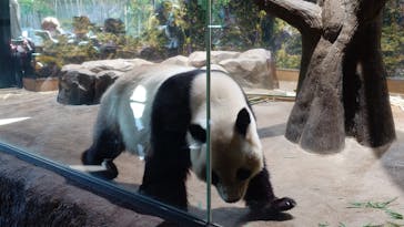 恩賜上野動物園に投稿された画像（2026/1/25）