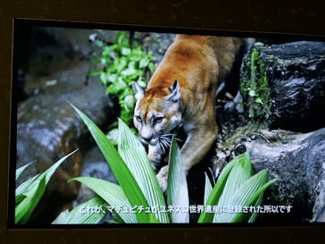 CREVIA マチュピチュ展／CREVIA MACHU PICCHU AND THE GOLDEN EMPIRES OF PERUに投稿された画像（2026/1/25）