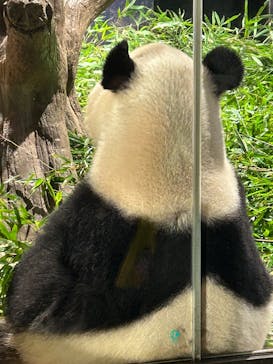 恩賜上野動物園に投稿された画像（2026/1/25）