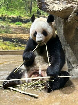 恩賜上野動物園に投稿された画像（2026/1/25）