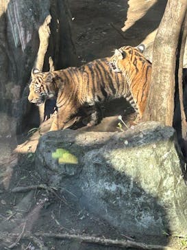 恩賜上野動物園に投稿された画像（2026/1/25）