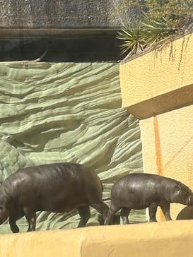 恩賜上野動物園に投稿された画像（2026/1/25）