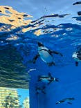 サンシャイン水族館に投稿された画像（2026/1/25）