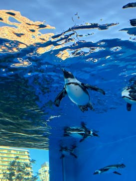 サンシャイン水族館に投稿された画像（2026/1/25）