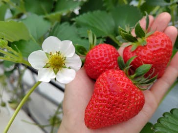 株式会社こまち野に投稿された画像（2026/1/25）