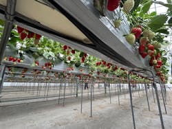 花園いちご園に投稿された画像（2026/1/25）