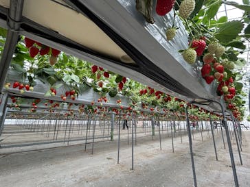 花園いちご園に投稿された画像（2026/1/25）