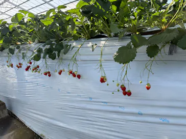 すごう農園直売所ピアッツァに投稿された画像（2026/1/25）