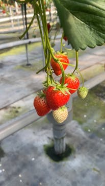 ICHIGOHOUSE.HITACHINAKAに投稿された画像（2026/1/25）