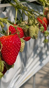 お陽様農園に投稿された画像（2026/1/25）