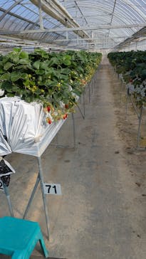 お陽様農園に投稿された画像（2026/1/25）