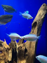 サンシャイン水族館に投稿された画像（2026/1/25）