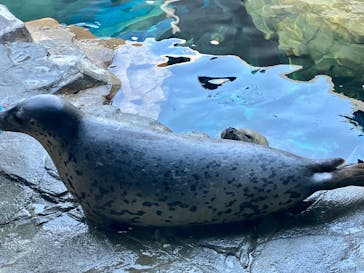 しながわ水族館に投稿された画像（2026/1/25）
