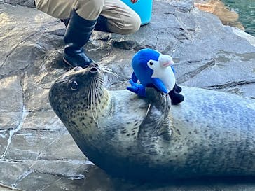 しながわ水族館に投稿された画像（2026/1/25）