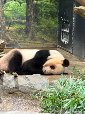 恩賜上野動物園に投稿された画像（2026/1/25）