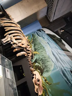 特別展「大絶滅展―生命史のビッグファイブ」に投稿された画像（2026/1/25）