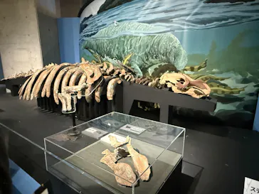 特別展「大絶滅展―生命史のビッグファイブ」に投稿された画像（2026/1/25）