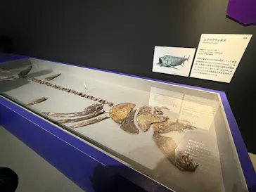 特別展「大絶滅展―生命史のビッグファイブ」に投稿された画像（2026/1/25）