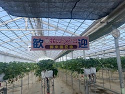 花園いちご園に投稿された画像（2026/1/25）