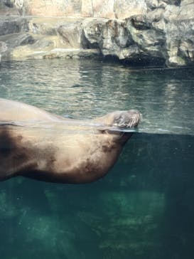 環境水族館アクアマリンふくしまに投稿された画像（2026/1/25）