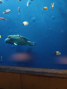 環境水族館アクアマリンふくしまに投稿された画像（2026/1/25）