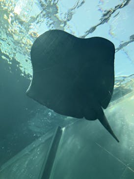 環境水族館アクアマリンふくしまに投稿された画像（2026/1/25）