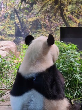 恩賜上野動物園に投稿された画像（2026/1/25）