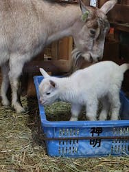 まかいの牧場に投稿された画像（2026/1/25）