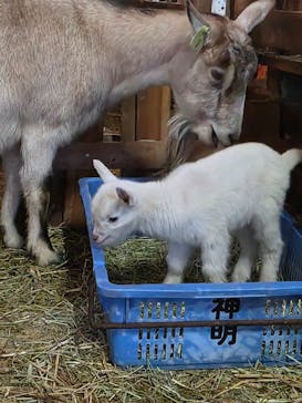 まかいの牧場に投稿された画像（2026/1/25）