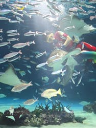 サンシャイン水族館に投稿された画像（2026/1/25）