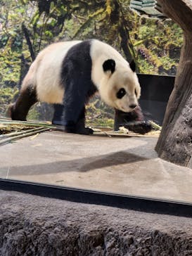 恩賜上野動物園に投稿された画像（2026/1/25）