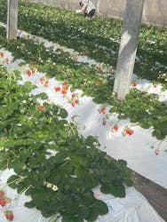 上の原農園に投稿された画像（2026/1/25）