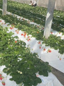 上の原農園に投稿された画像（2026/1/25）