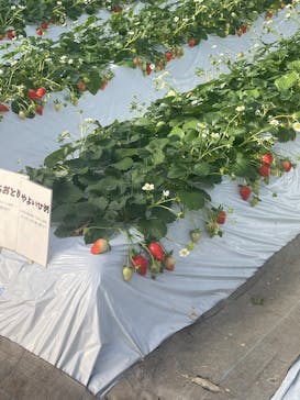 上の原農園に投稿された画像（2026/1/25）