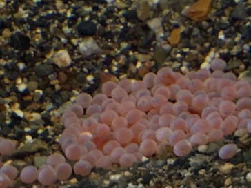 京都水族館に投稿された画像（2026/1/25）