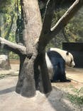 恩賜上野動物園に投稿された画像（2026/1/25）
