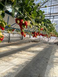 井上寅雄農園に投稿された画像（2026/1/25）