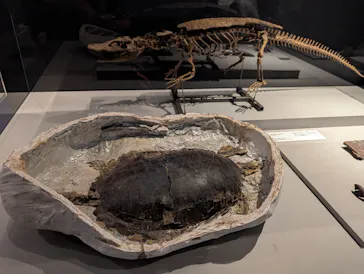 特別展「大絶滅展―生命史のビッグファイブ」に投稿された画像（2026/1/25）