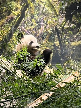 恩賜上野動物園に投稿された画像（2026/1/25）