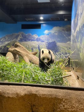 恩賜上野動物園に投稿された画像（2026/1/25）