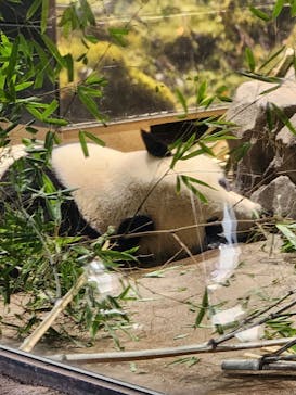 恩賜上野動物園に投稿された画像（2026/1/25）