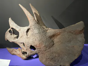 特別展「大絶滅展―生命史のビッグファイブ」に投稿された画像（2026/1/25）