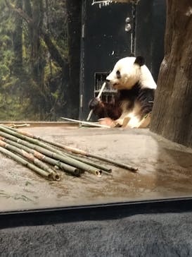 恩賜上野動物園に投稿された画像（2026/1/25）