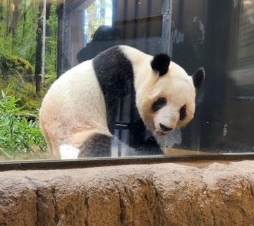 恩賜上野動物園に投稿された画像（2026/1/25）
