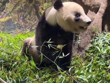 恩賜上野動物園に投稿された画像（2026/1/25）