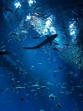 アクアワールド茨城県大洗水族館に投稿された画像（2026/1/25）