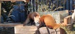 恩賜上野動物園に投稿された画像（2026/1/25）