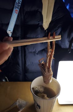 サンシャイン水族館に投稿された画像（2026/1/25）