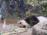 恩賜上野動物園に投稿された画像（2026/1/25）