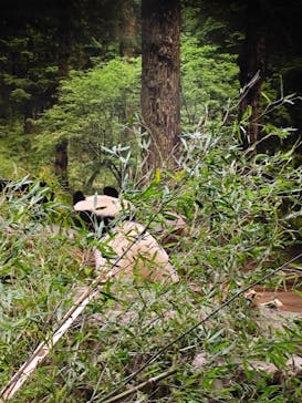 恩賜上野動物園に投稿された画像（2026/1/25）